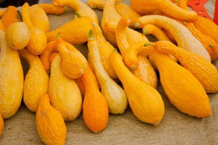 Organic Yellow Crookneck Squash  Cucurbita pepo